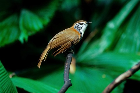 Ianthocincla pectoralis