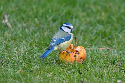 Blue tit