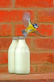 Blue tit