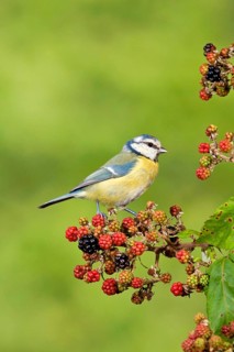 Blue Tit