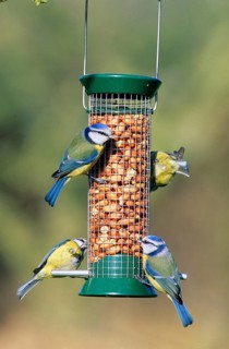 Blue tit