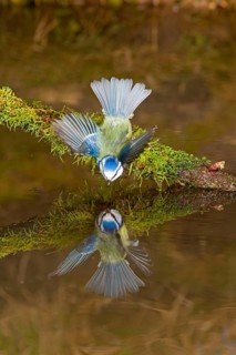Blue tit