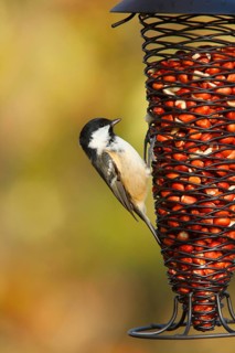 Coal tit