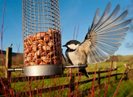 Coal tit