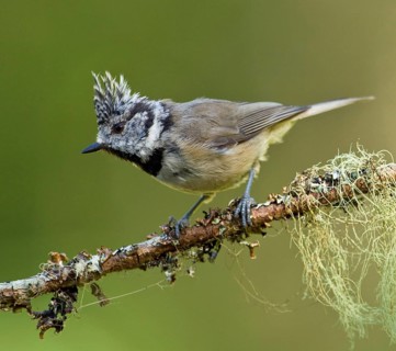 Crested tit
