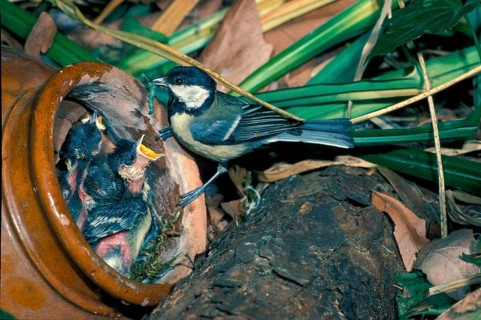Great tit