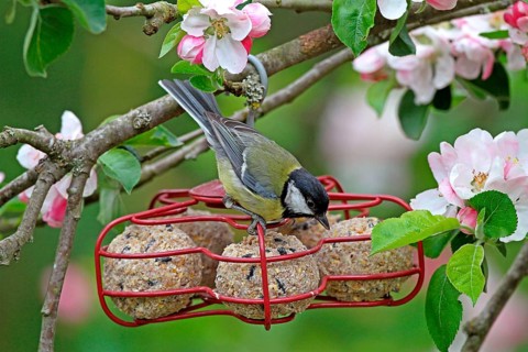 Great tit