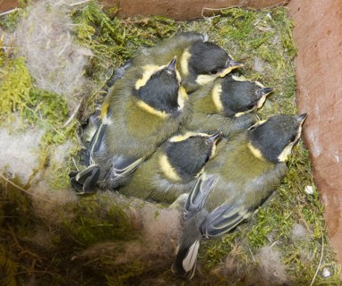 Great tit
