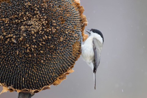 Marsh Tit
