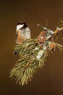 Siberian grey-headed chickadee