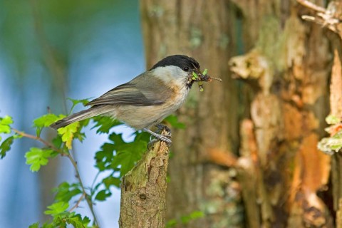 Willow tit