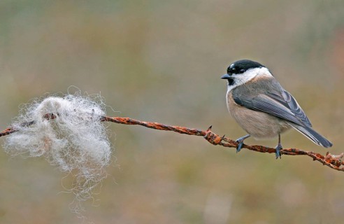 Willow tit