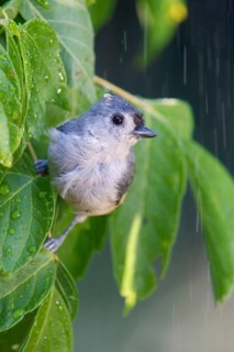 Tufted titmouse