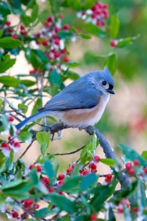 Tufted titmouse