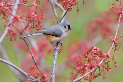 Tufted titmouse