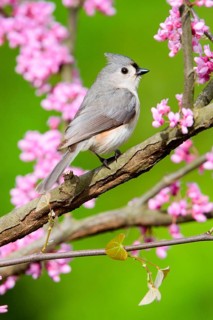 Adult tufted titmouse
