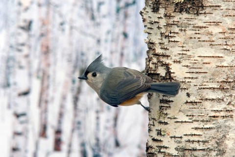 Tufted Titmouse