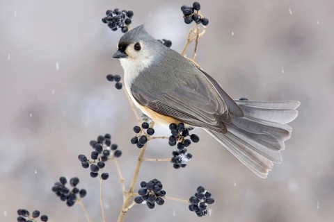 Tufted Titmouse