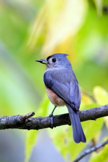 Tufted Titmouse