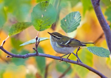 Yellow-browed Warbler