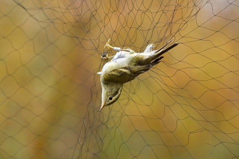 Yellow-browed warbler