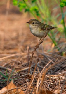 Yellow-browed Warbler