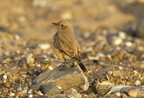 Desert wheatear
