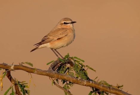 Desert wheatear