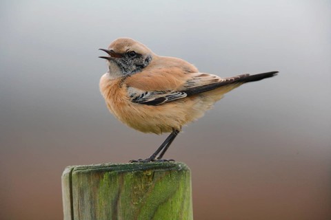 Desert wheatear