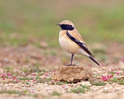 Desert wheatear