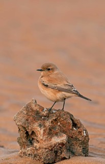 Desert Wheatear