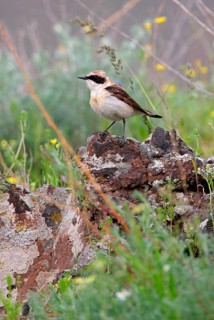 Eastern black-eared wheatear