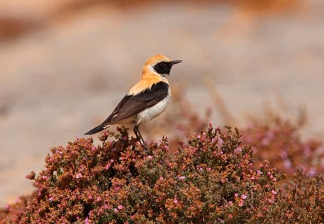 Black-eared Wheatear