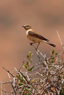 Black-eared Wheatear