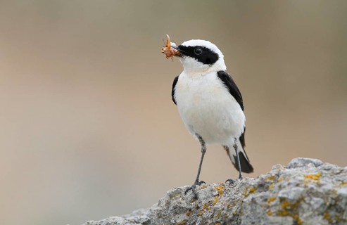 Black-eared wheatear