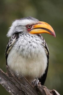 Southern yellow-billed hornbill