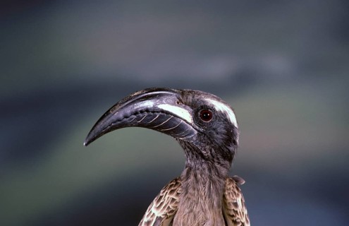 African grey hornbill