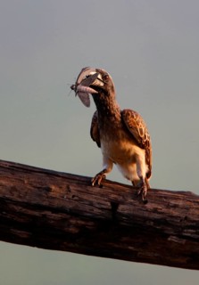 African Grey Hornbill