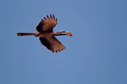 African african grey hornbill