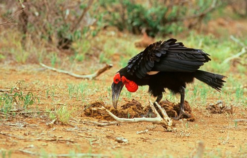 Bucorvus cafer