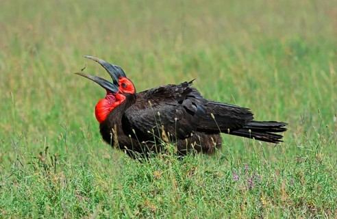 Bucorvus cafer