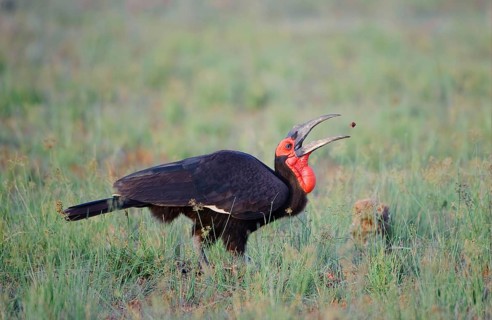 Bucorvus cafer