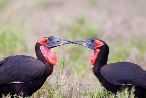 Bucorvus cafer