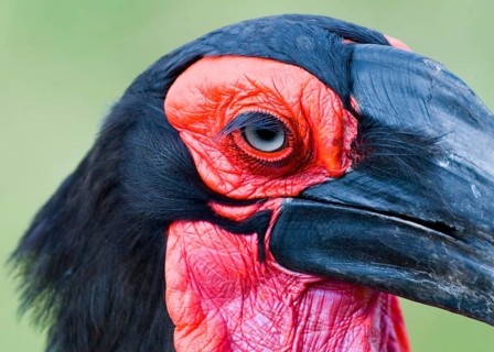Bucorvus cafer