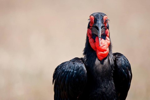 Bucorvus cafer