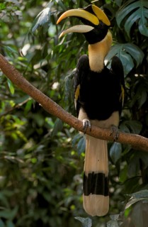 Great hornbill