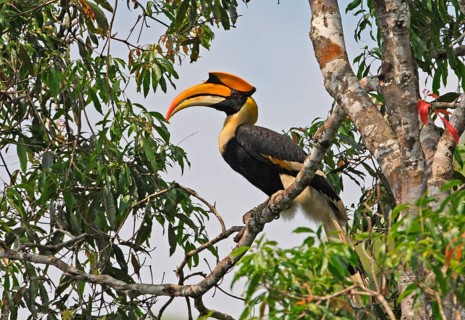 Great Hornbill