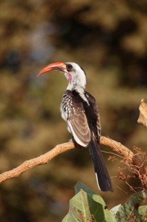 Red-billed hornbills
