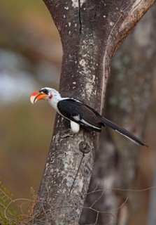 Von Der Decken's Hornbill