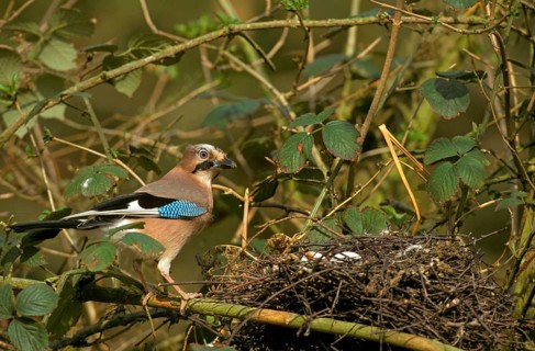 Eurasian jay